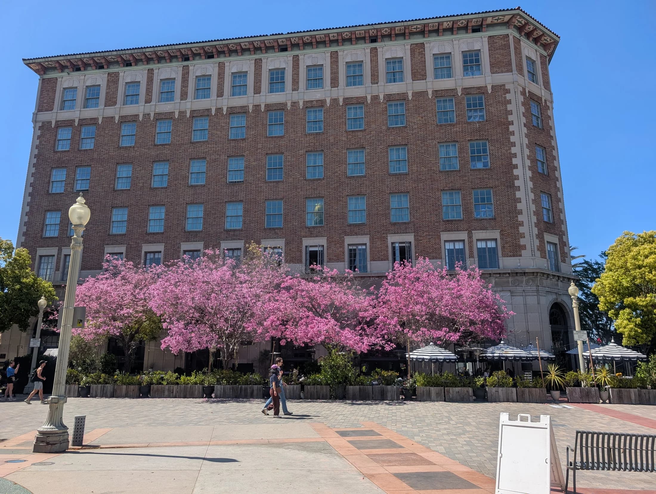 Pink flowering trees outside the historic Culver Hotel in downtown Culver City.