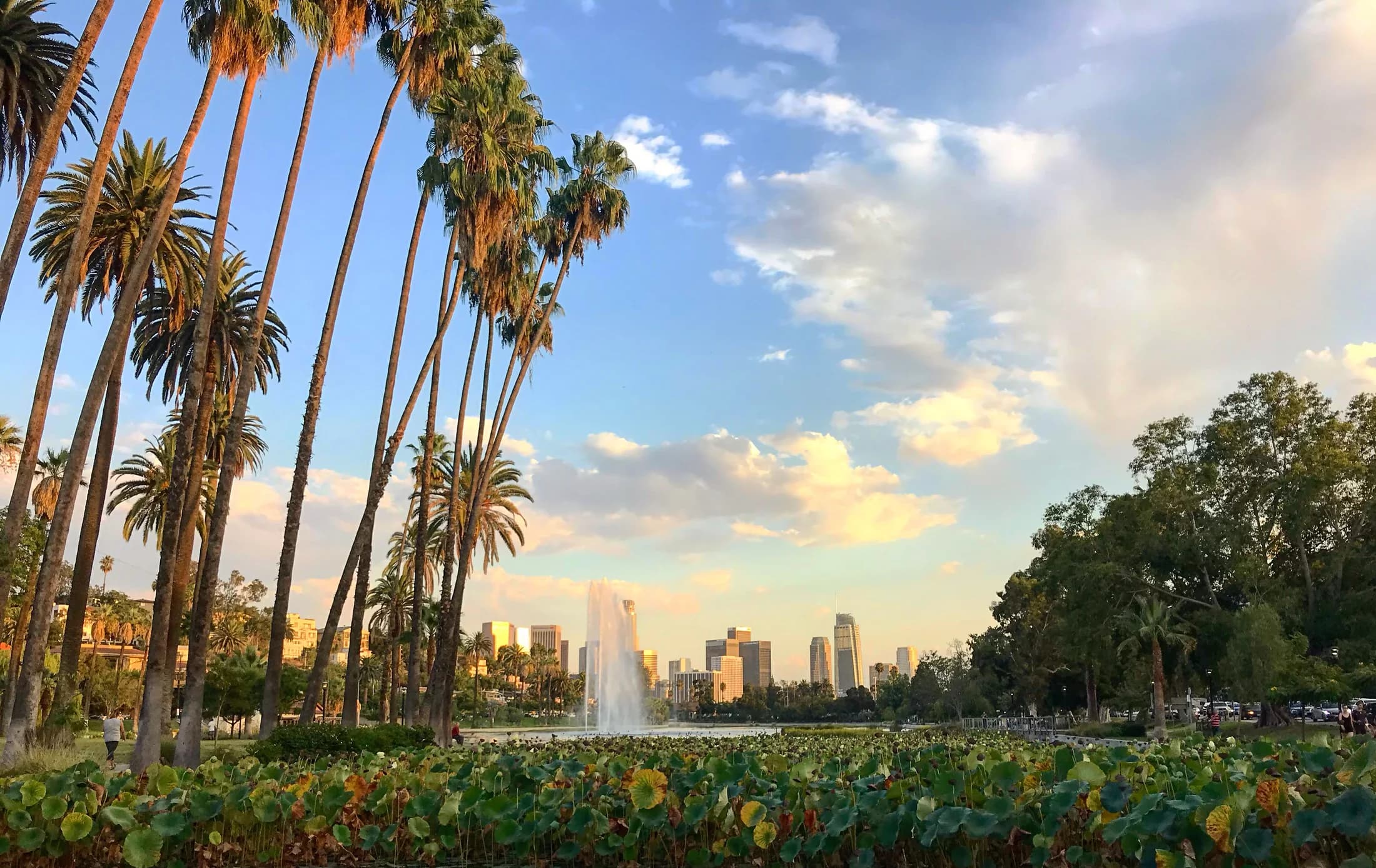 Lotus leaves, tall palms and the fountain at Echo Park Lake, with the Downtown skyline in the distance.