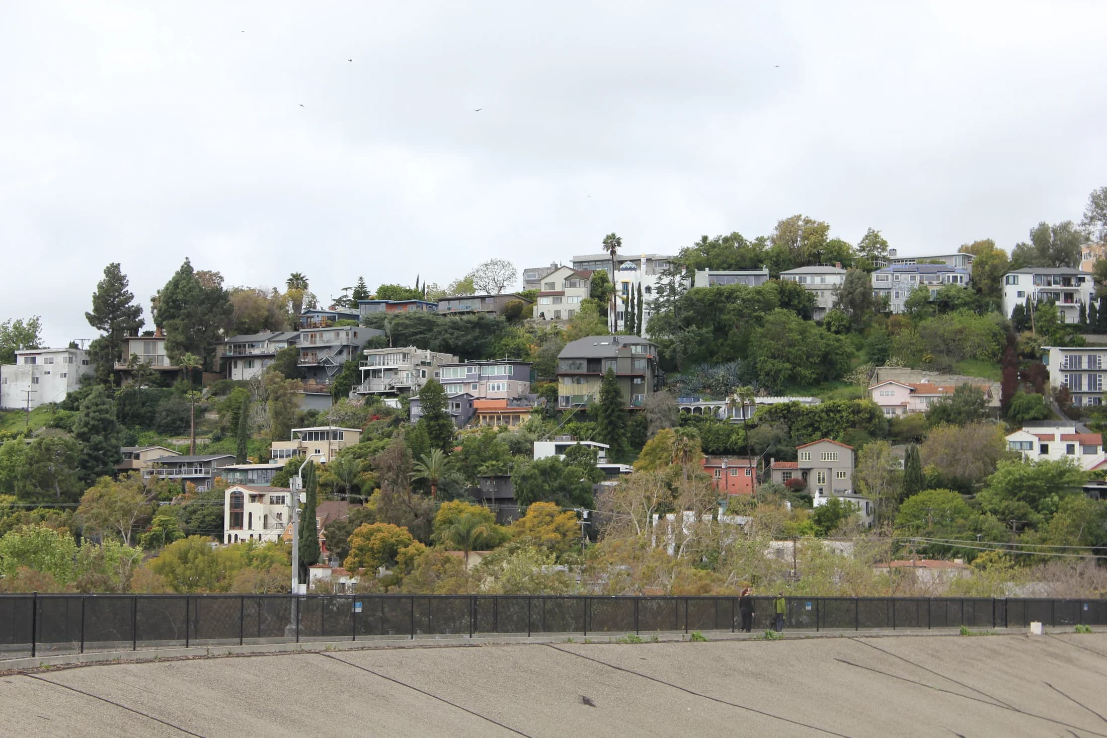 Homes nestled into the green hillside of Moreno Highlands in Silver Lake.
